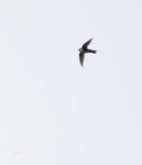 White throated Swift 4281